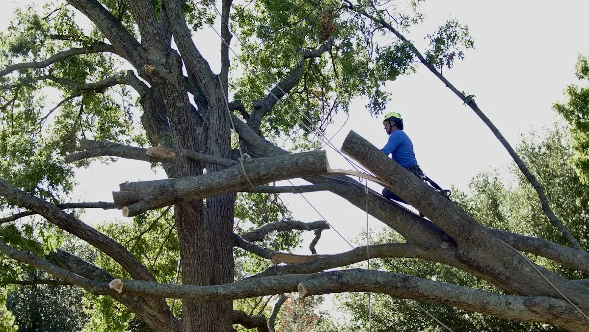 Professional Hazardous Tree Removal performed by certified arborists in Tonica