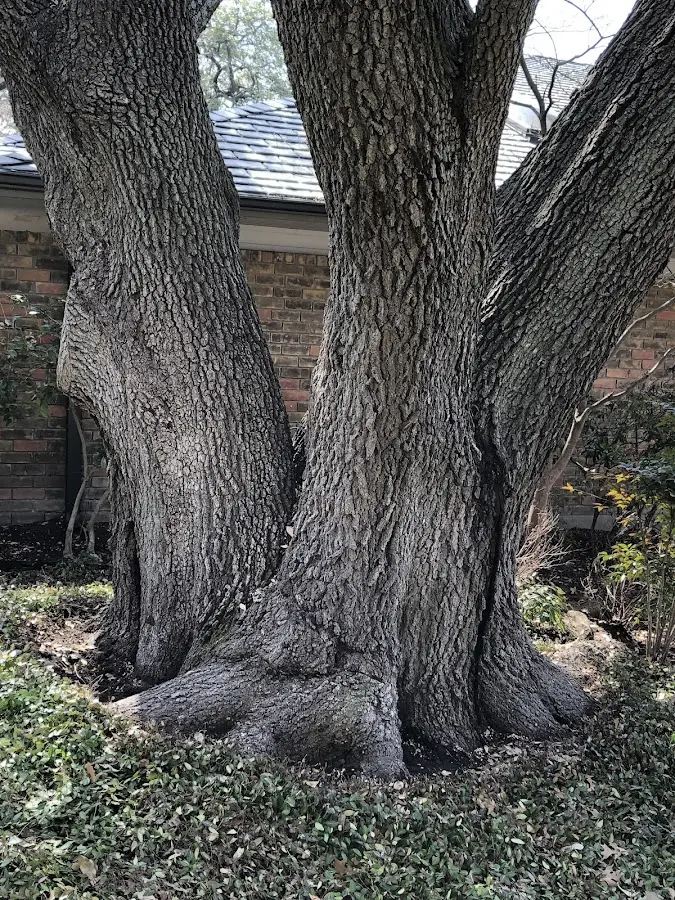 Mature heritage tree close to a Tonica property cared for by certified arborists